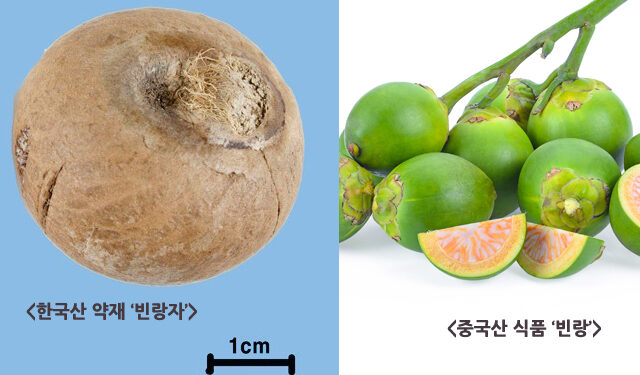 “중국산 식품 ‘빈랑’은 한약재 아니다”