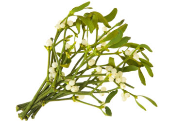 상기생 추출 항암제, 피부발진 완화 효과 규명