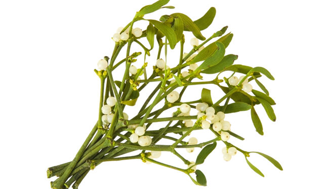 상기생 추출 항암제, 피부발진 완화 효과 규명