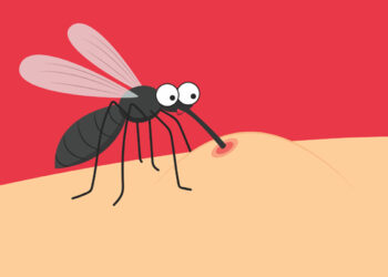 “왜 모기는 유독 나만 물까?”…피부 서식 미생물 작용