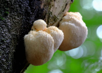 노루궁뎅이버섯, 기억력 강화…치매예방에 도움