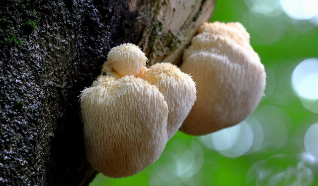 노루궁뎅이버섯, 기억력 강화…치매예방에 도움