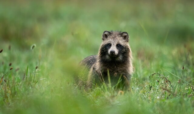 코로나19 숙주 너구리? WHO “중국, 알면서도 3년 은폐” 비판