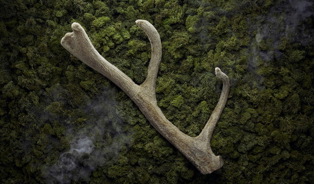 ‘분골’ 추출물 활용한 면역증강용 조성물 특허 취득