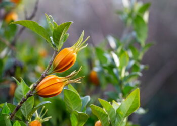 치자 추출물, 알레르기·아토피 피부염 완화 효과