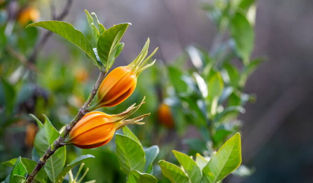치자 추출물, 알레르기·아토피 피부염 완화 효과