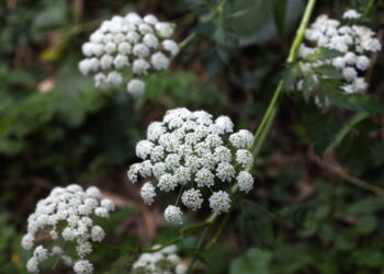 한약재 강활, 인슐린 분비 촉진시켜 ‘혈당조절’ 효과 입증