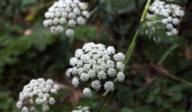한약재 강활, 인슐린 분비 촉진시켜 ‘혈당조절’ 효과 입증