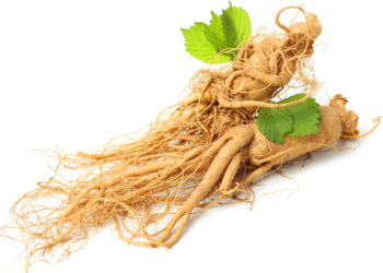 장기간 인삼 섭취, 알츠하이머병 예방에 도움