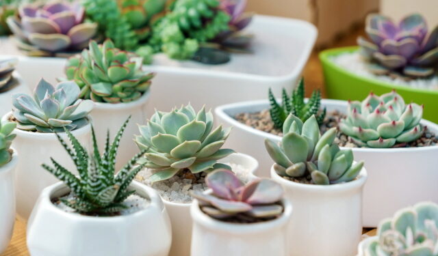 원예치료, 암환자 상태 개선시킨다!