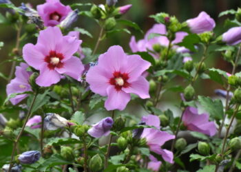 무궁화, 수면장애 개선 효과 입증