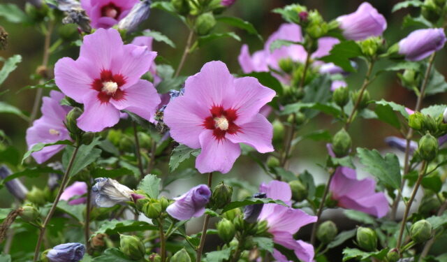 무궁화, 수면장애 개선 효과 입증