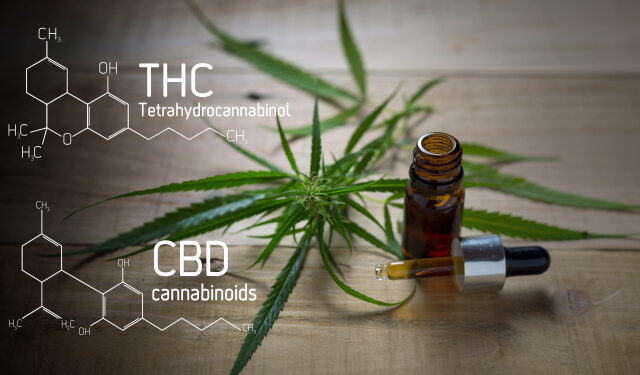 한국에서도 ‘의료용 대마’ 허용될까?