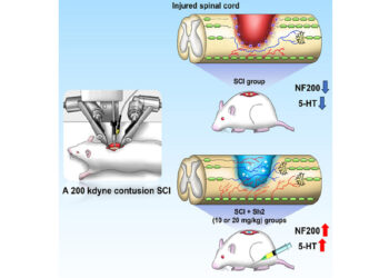 손상된 척수신경, 한약으로 재생 가능성