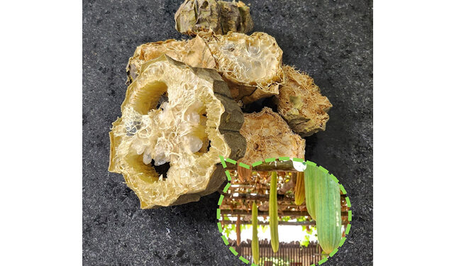 한약재 ‘사과락’, 근감소 개선 기전 규명