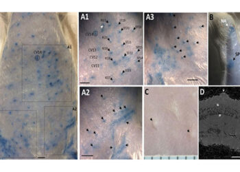 세계 최초로 경혈의 과학적 근거인 ‘피부노드’ 발견