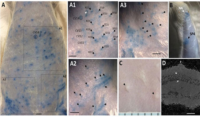 세계 최초로 경혈의 과학적 근거인 ‘피부노드’ 발견
