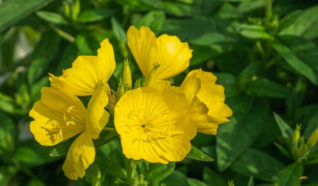 달맞이꽃 뿌리·배암차즈기(곰보배추)서 암 치료 후보물질 발굴