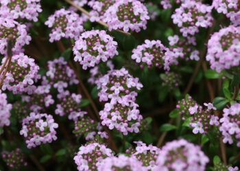 백리향, ‘남성 호르몬 생성 촉진’ 확인