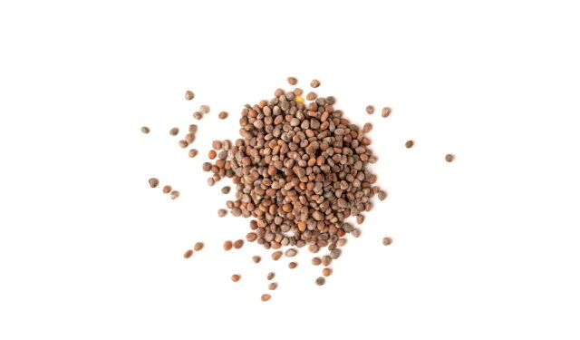 나복자(무씨앗)의 ‘디스크 수핵세포 보호 효과’ 입증