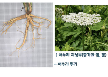 ‘어수리 뿌리 추출물’, 알코올성 치매 치료에 효과적