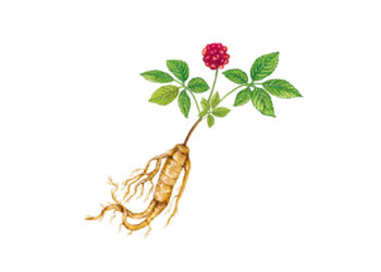 인삼 유래 ‘금 나노소재’, 감염성 질환 대응 가능성 열어