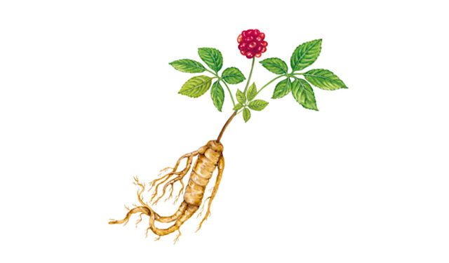 인삼 유래 ‘금 나노소재’, 감염성 질환 대응 가능성 열어