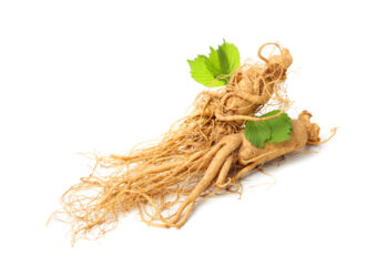 인삼 주요성분 ‘진세노사이드’에서 면역조절 통한 ‘천식 완화’ 효능 확인