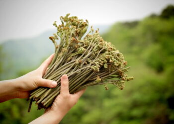 고사리에서 치매 예방·치료 효과 화합물 발견