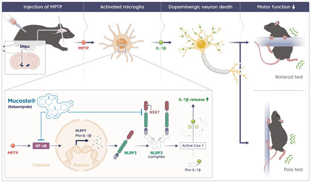 위장약에서 ‘파킨슨병 치료 실마리’ 찾아