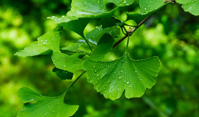 은행잎 추출물, 경도인지장애 환자 치매 진행 늦춰준다!