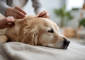 美 반려동물 의료시장 급증, ‘동물 침 치료’도 성장 가능성 up↑