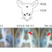 침치료, 외상후스트레스장애(PTSD)의 “우울·불안” 동시 완화!