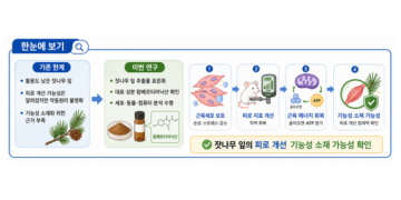 잣나무 잎, 떨어진 근력·에너지 회복! ‘천연 항피로’ 소재 가능성