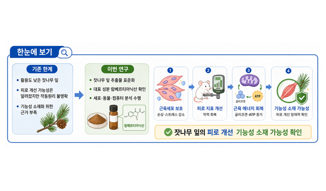 잣나무 잎, 떨어진 근력·에너지 회복! ‘천연 항피로’ 소재 가능성